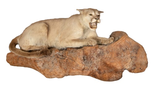 Cougar Full Body Mount Taxidermy
