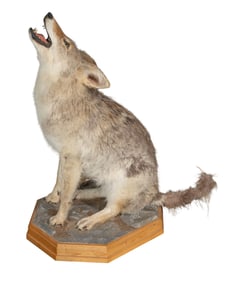Coyote Full Body Mount Taxidermy