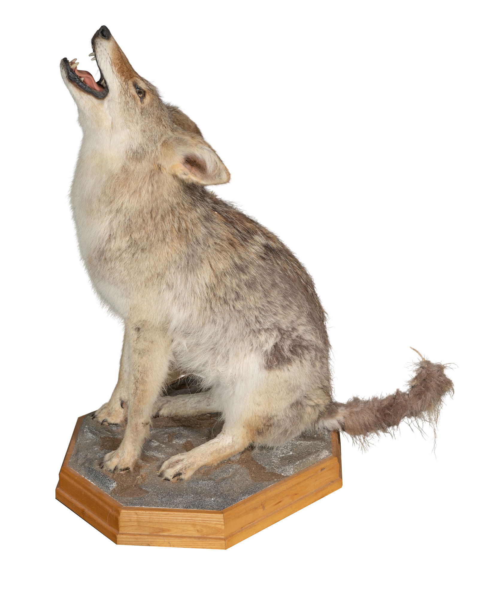 Coyote Full Body Mount Taxidermy (1 of 2)