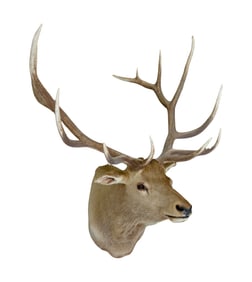 Elk Shoulder Mount Taxidermy