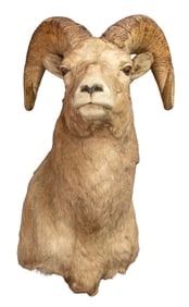 Big Horn Ram Shoulder Mount Taxidermy