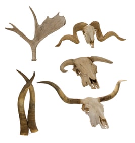 Skull, Horn and Antler Assortment