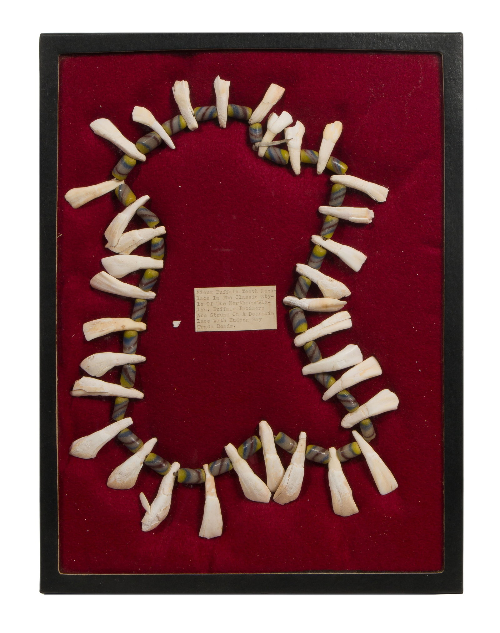 Native American Sioux Buffalo Teeth Necklace: Native American Sioux Buffalo Teeth Necklace Having buffalo incisor teeth, Hudson Bay trade beads, strung together on a deer skin leather cord Provenance: Arizona, 2005 Property from: The Collection o