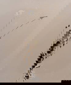 Floris Michael Neususs (German, 1937-2020) Photogram: Floris Michael Neususs (German, 1937-2020) Photogram Undated and unsigned photogram of a dandelion created without a camera by placing the object directly on a photosensitive sheet, matted behind acry