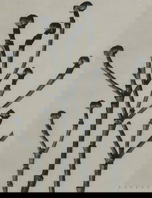 Karl Blossfeldt (German, 1865-1932) 'Boxwood of North America' Photogravure: Karl Blossfeldt (German, 1865-1932) 'Boxwood of North America' Photogravure Plate #18 from the book 'Urformen der Kunst' self-published by Blossfeldt in 1928, the full translated title being 'Boxwood