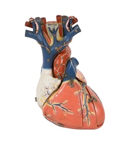 Anatomical Heart Model