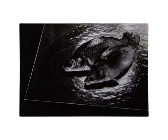 Adolph Lazi (German, 1884-1955) 'Study of Fish' Photograph