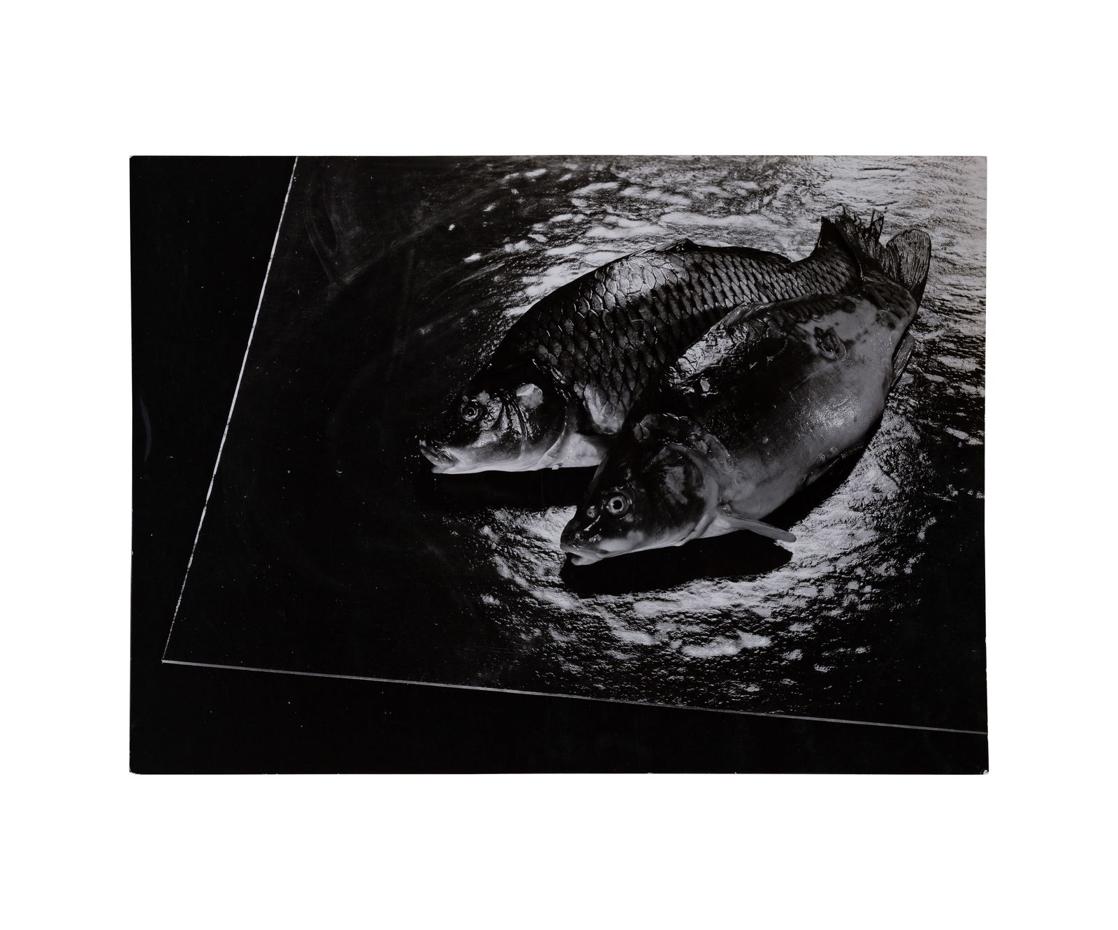 Adolph Lazi (German, 1884-1955) 'Study of Fish' Photograph (1 of 4)