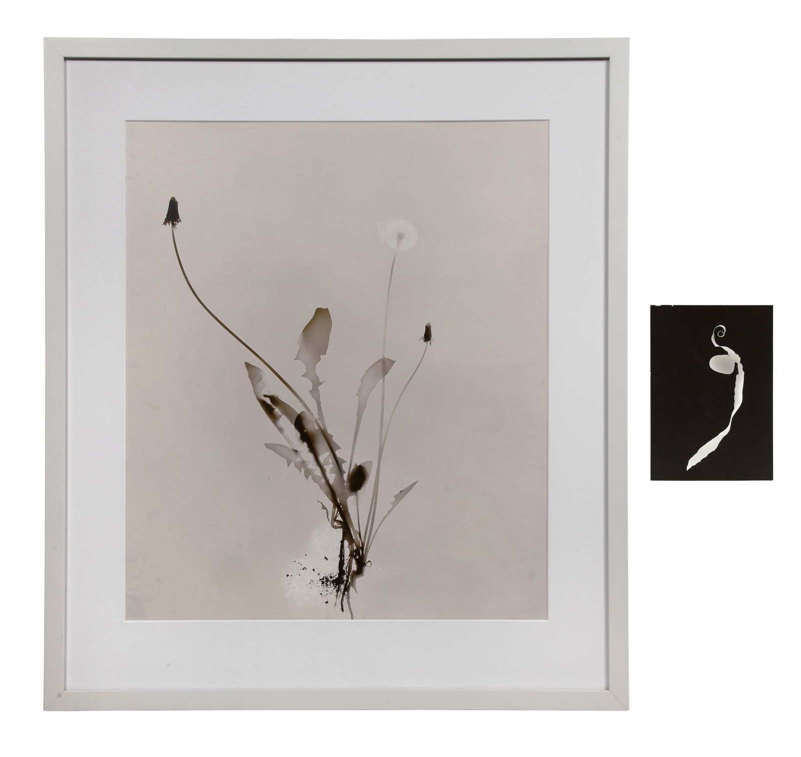 Floris Michael Neususs (German, 1937-2020) Photograms: Floris Michael Neususs (German, 1937-2020) Photograms (2) items including an undated and unsigned photogram of a dandelion created without a camera by placing the object directly on a photosensitive s