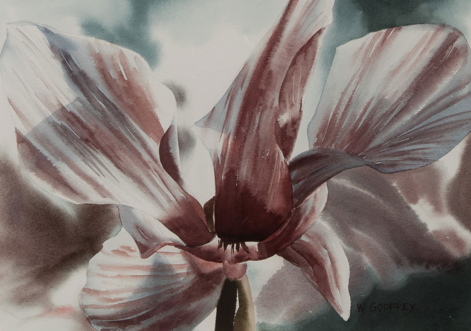 Winifred Godfrey (American, b.1944) 'Variegated Cyclamen' Watercolor (1 of 2)