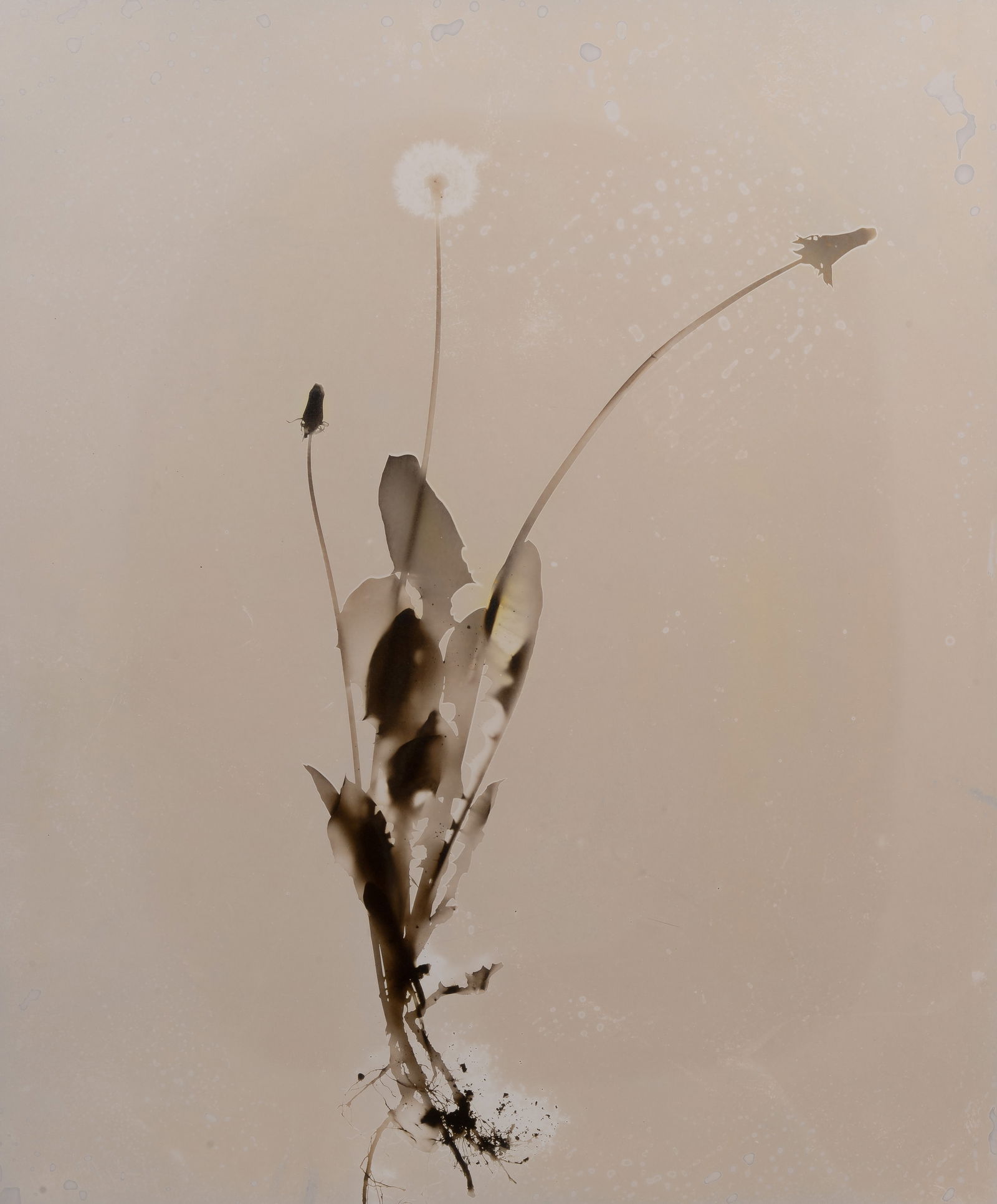 Floris Michael Neususs (German, 1937-2020) Photogram (1 of 3)