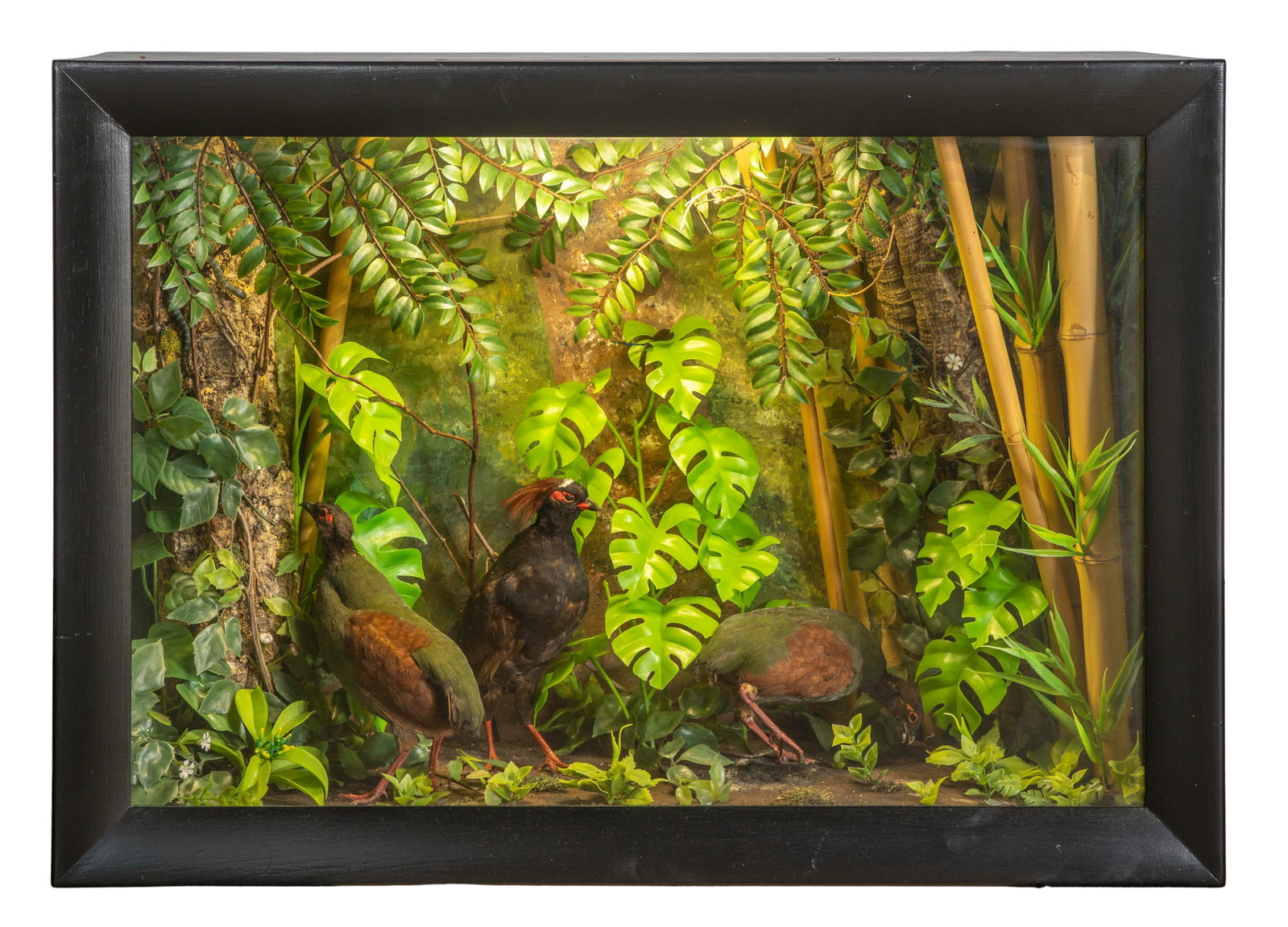 Crested Wood Partridge Taxidermy Diorama: Crested Wood Partridge Taxidermy Diorama Having three specimens, native to Southeast Asia, displayed amid a profusion of artificial plants in an illuminated glass-front, painted wood case Property