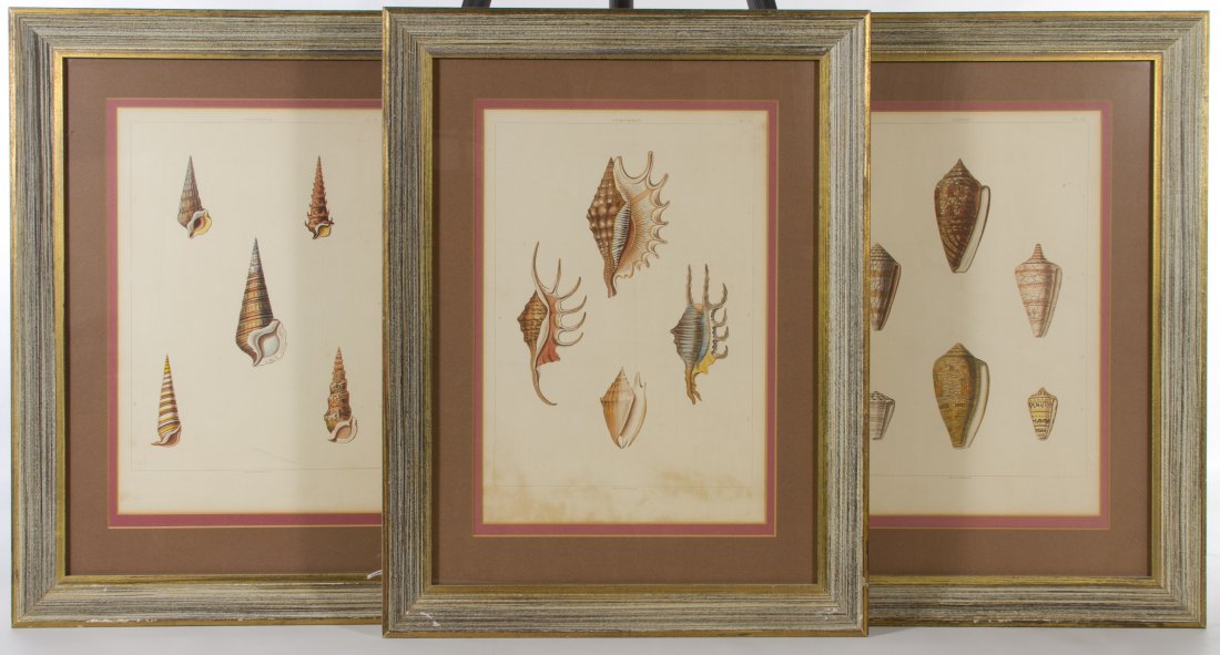 W. Miller (English, 19th Century) 'Univalves' Print: W. Miller (English, 19th Century) 'Univalves' Print Collection c.1810, W. Miller framed prints depicting seashells plates 'XXV,' 'XIII' and 'XXXVI,' with a 1953 Marshall Field & Company paper decal en