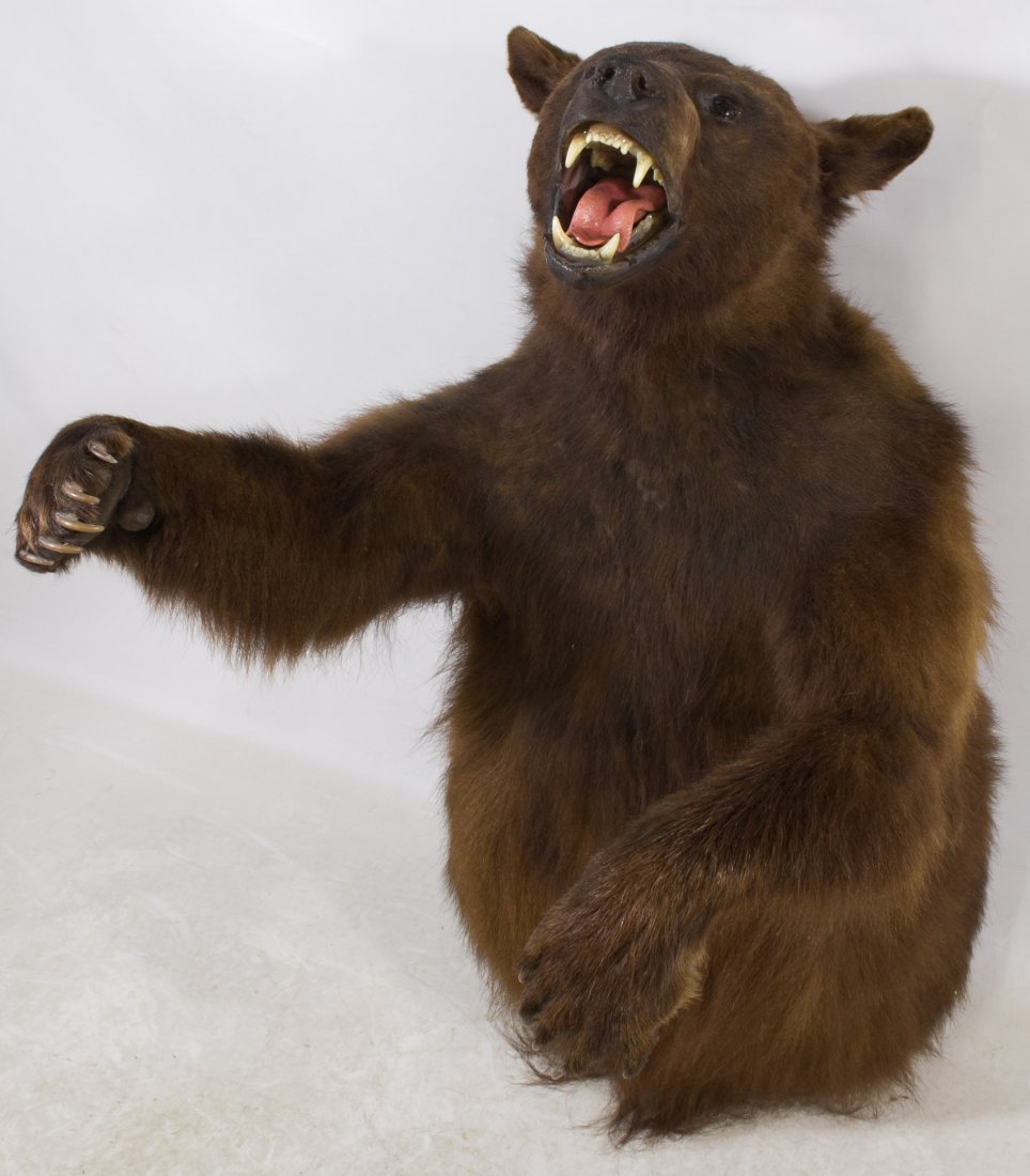 Brown Bear Half Body Mount Taxidermy: Brown Bear Half Body Mount Taxidermy Having torso, head and outstretched arms Height: 28.00 inches, Width: 26.00 inches, Depth: 19.00 inches Category: Sporting Goods > Taxidermy Shipping Status: 3rd P