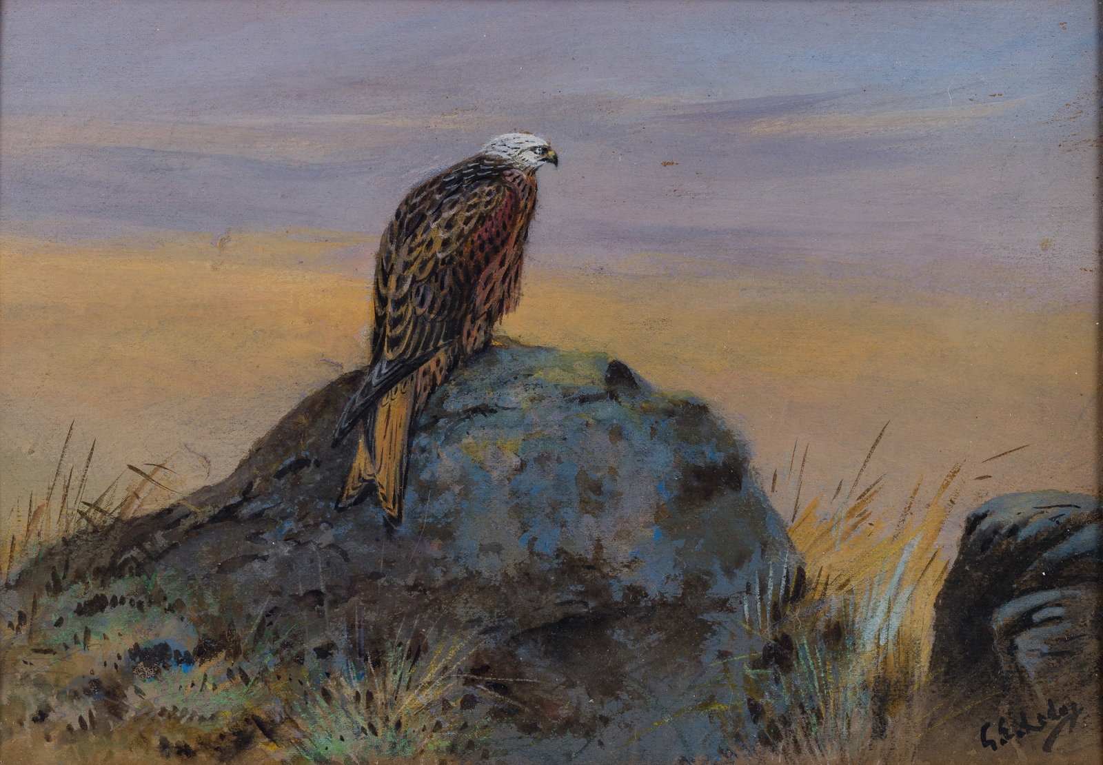 George Edward Lodge (British, 1860-1954) Ornithological Watercolor (1 of 2)
