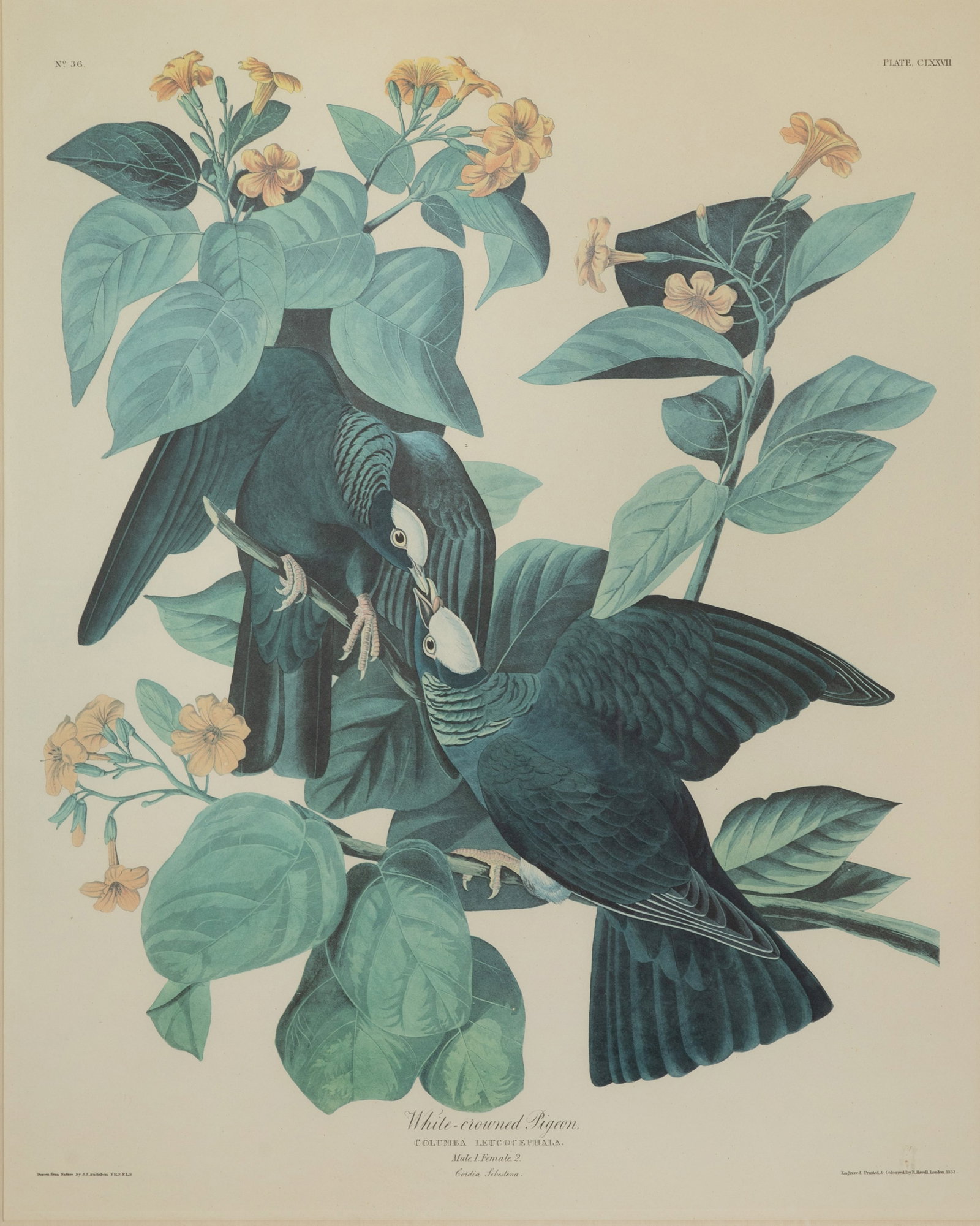 After John James Audubon (French / American, 1785-1851) Offset Lithograph (1 of 2)
