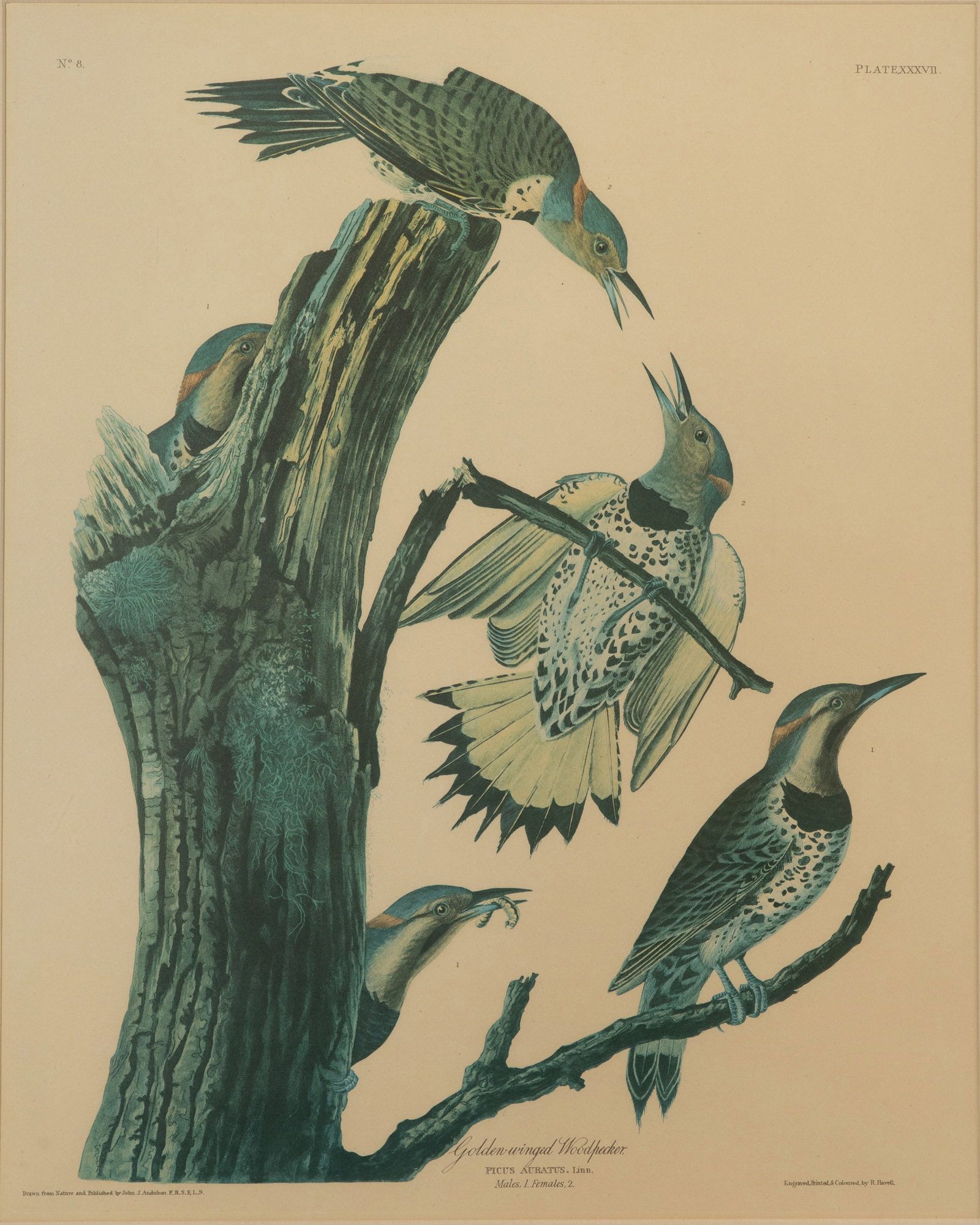 After John James Audubon (French / American, 1785-1851) Offset Lithograph (1 of 2)