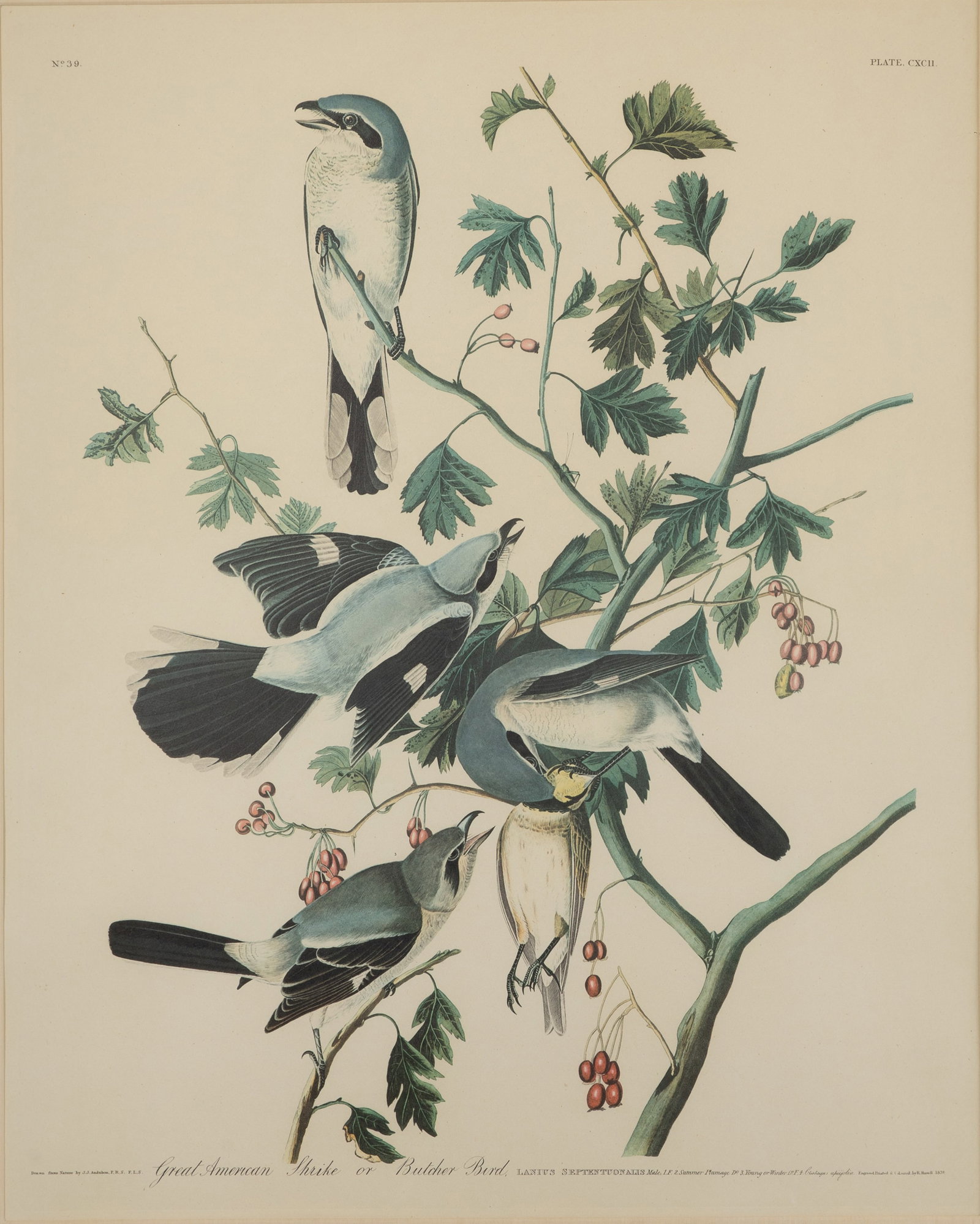 After John James Audubon (French / American, 1785-1851) Offset Lithograph (1 of 2)