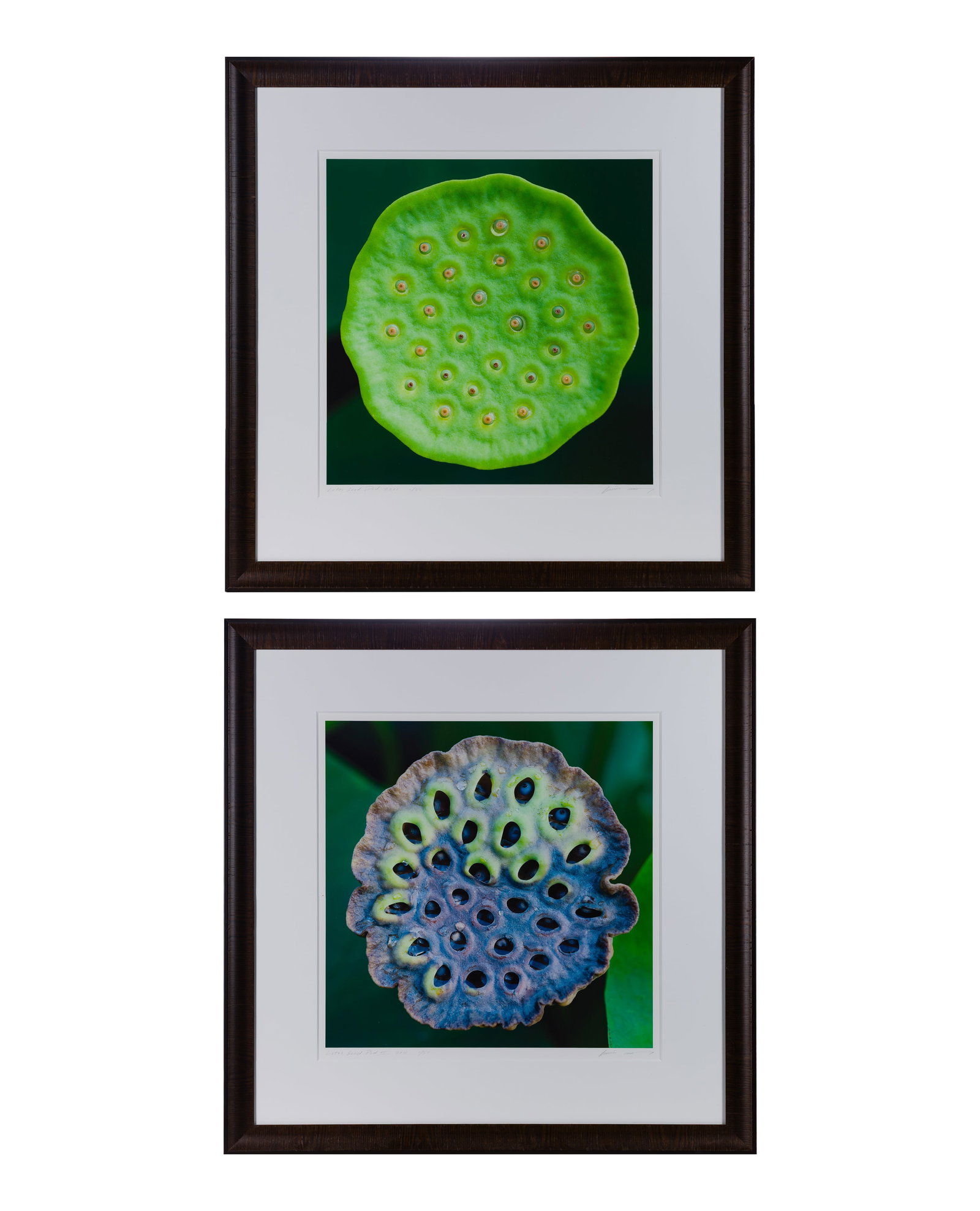 Alison Shaw (American, b.1954) 'Lotus Seed Pod' Photographic Prints: Alison Shaw (American, b.1954) 'Lotus Seed Pod' Photographic Prints (2) 2011 items, pencil signed and #1/50, depicting the life and death of a lotus pod, in matching dark wood frames Property from: a 