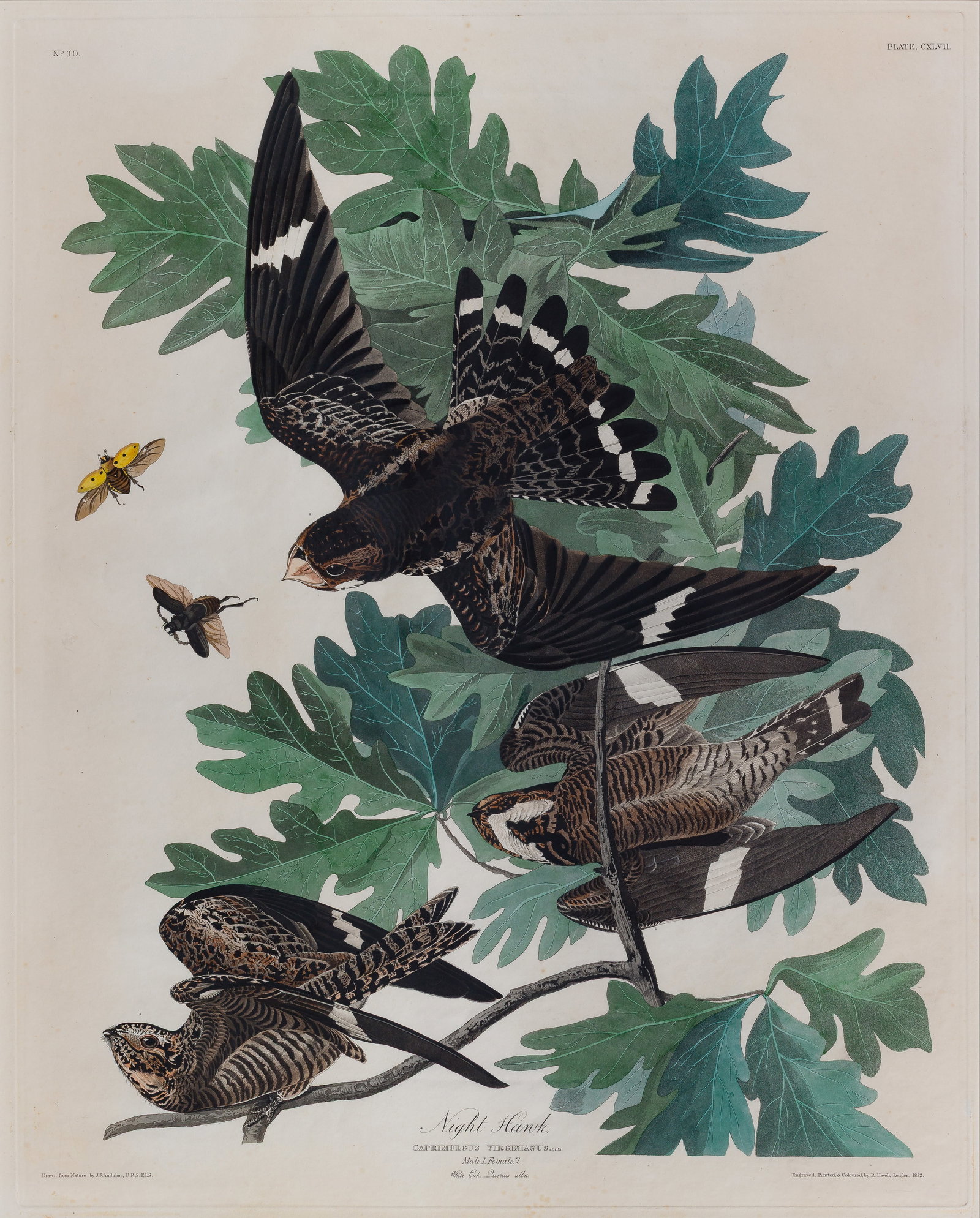 John James Audubon (French / American, 1785-1851) 'Night Hawk' Engraving (1 of 2)
