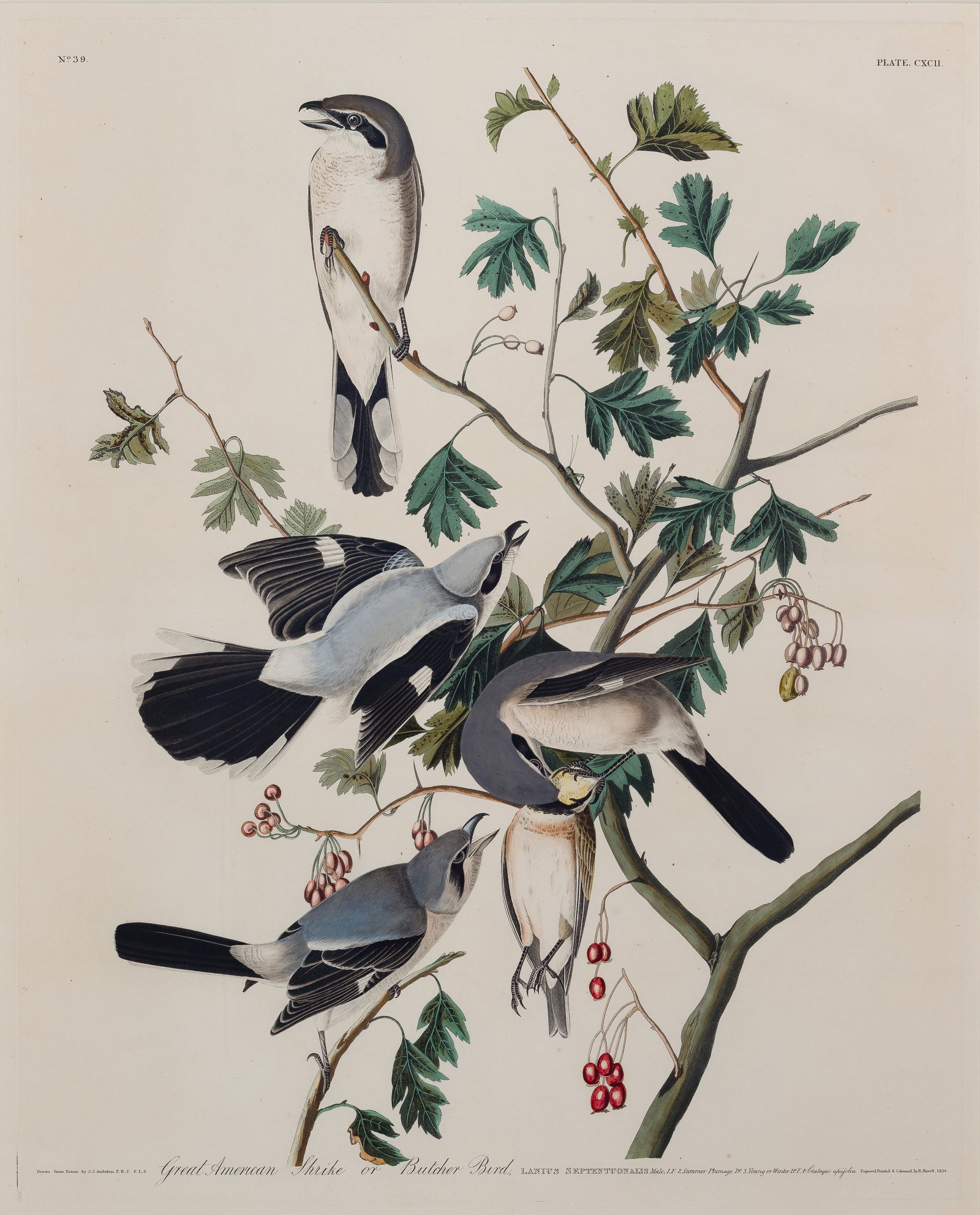 John James Audubon (French / American, 1785-1851) 'Great American Shrike or Butcher Bird' Engraving (1 of 2)