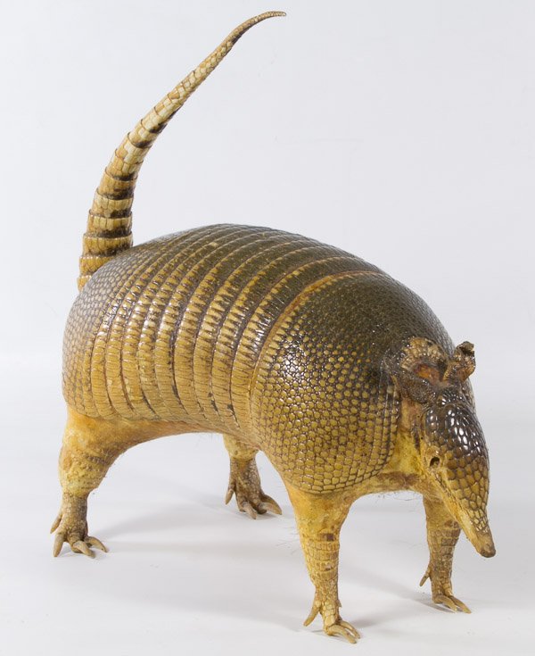 Armadillo Full Body Mount Taxidermy: Armadillo Full Body Mount Taxidermy Height: 14.00 inches, Width: 16.00 inches Category: Sporting Goods > Taxidermy Shipping Status: 3rd Party Shipping; the shipping cost may be high; please contact Th