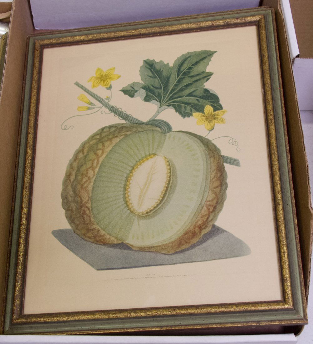 George Brookshaw (British, 1751-1823) Fruit Prints: George Brookshaw (British, 1751-1823) Fruit Prints Two pieces which are probably 1940s re-strikes of 1820s prints including a watermelon and another melon; both have a 'Van Doren's Waterloo, Iowa' dec