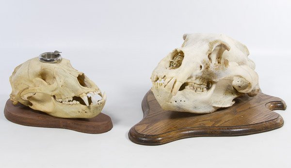 Bear Skull Mounts: Bear Skull Mounts Two mounts with one having a metal ashtray inserted into the top of the skull Height: 15.00 inches (largest skull) Category: Sporting Goods > Taxidermy Shipping Status: 3rd Party Shi