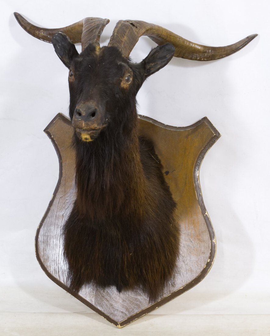 Catalina Goat Taxidermy: Catalina Goat Taxidermy Older shoulder mount on board Height: 31.00 inches, Width: 25.00 inches, Depth: 20.00 inches Category: Sporting Goods > Taxidermy Shipping Status: Due to size, weight, value or