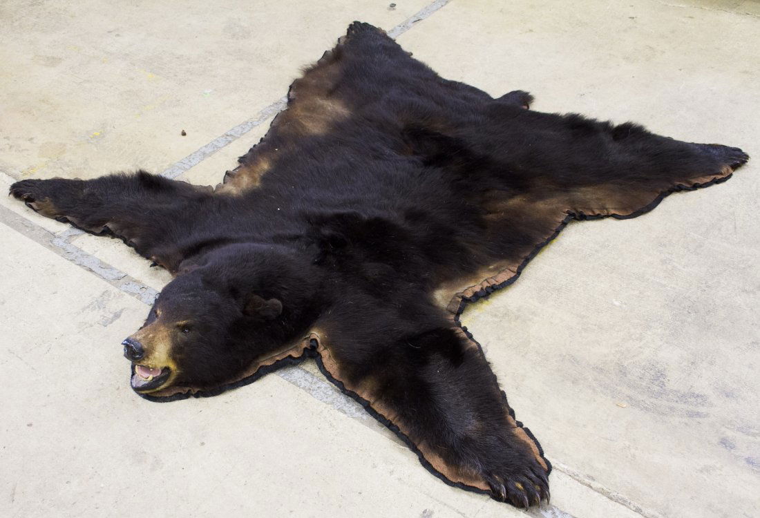 Black Bear Skin Rug: Black Bear Skin Rug Full head and body rug Length: 68.00 inches, Width: 65.00 inches Category: Sporting Goods > Taxidermy Shipping Status: Due to size, weight, value or shipping complexity, this item