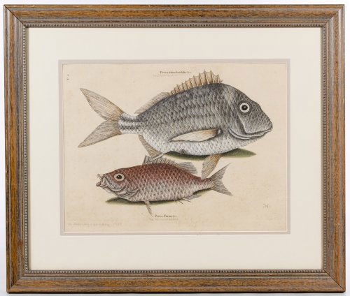 Mark Catesby (British, 1682-1749) 'Perca Piunis': Mark Catesby (British, 1682-1749) 'Perca Piunis' Hand-Colored Engraving c.1754, monogram lower right, from 'The Natural History of Carolina, Florida, and The Bahama Islands;' with pencil inscriptions,