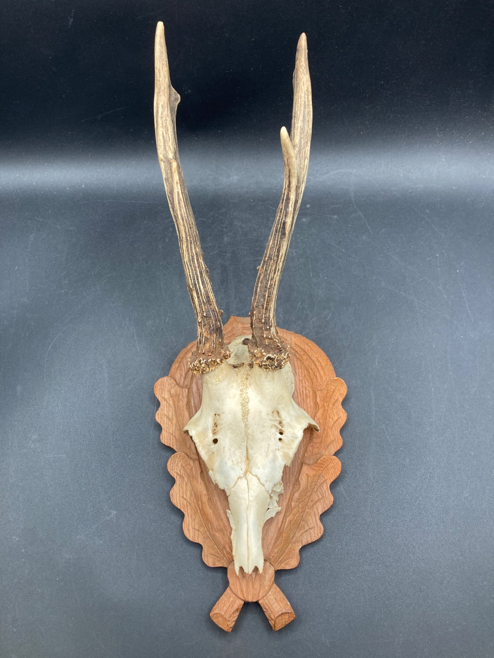 Vintage Deer Skull Mount: This is an antique deer skull mount featuring attached antlers, presented on a carved wooden plaque. The wooden plaque is handcrafted, showcasing detailed oak leaf patterns. The skull remains intact, 