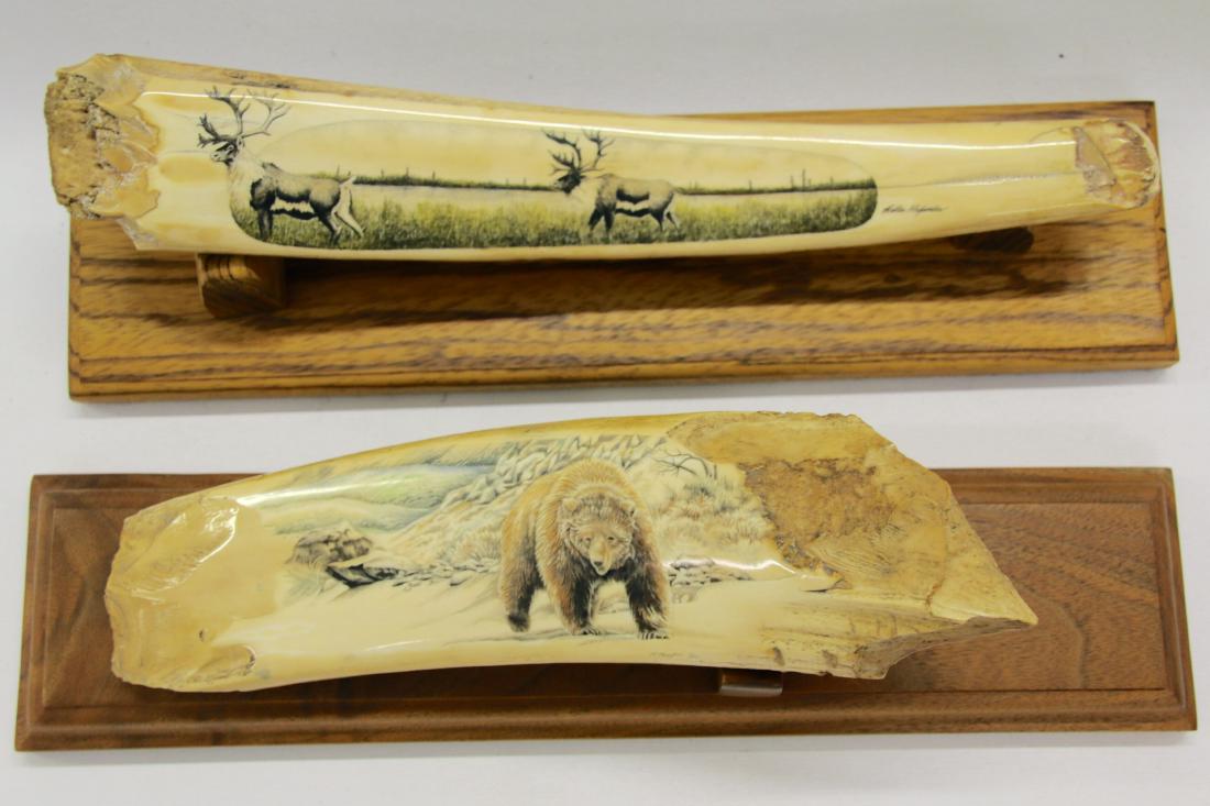 PR OF FOSSILIZED WALRUS DISPLAYS FROM ALASKA (1 of 4)