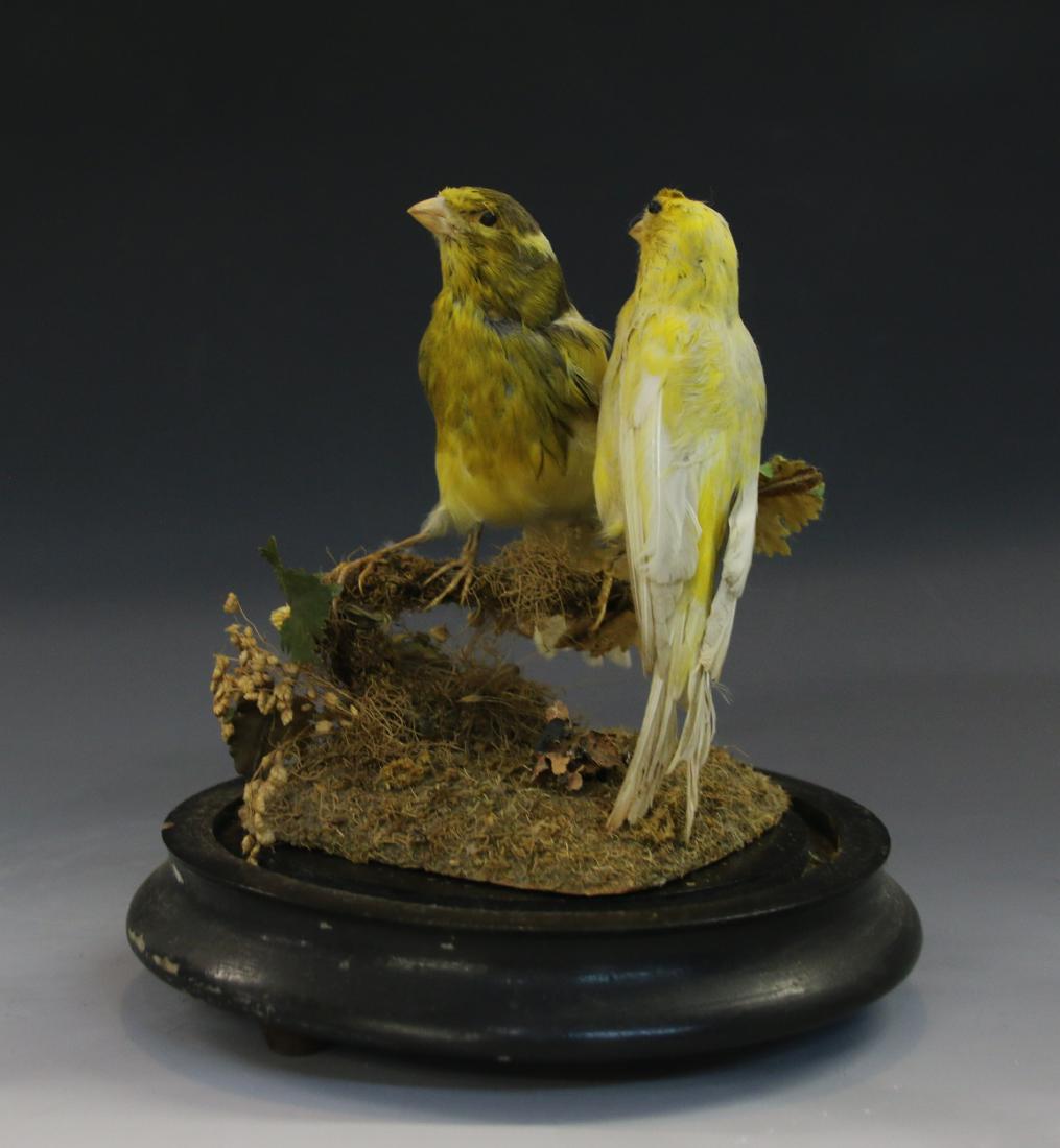 VINTAGE TAXIDERMY BIRDS: VINTAGE TAXIDERMY BIRDS PR. OF BIRDS UNDER EARLY GLASS DOME DIMENSIONS: 9"