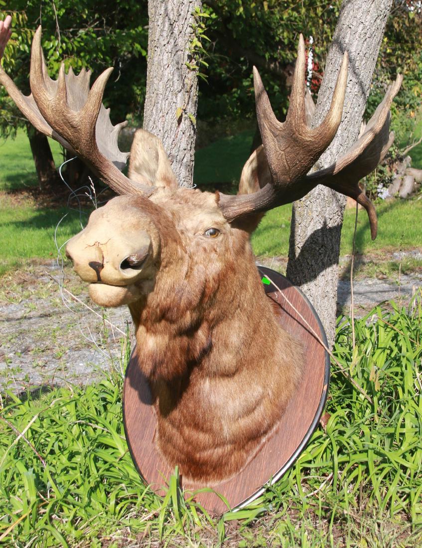 NORTH AMERICAN MOOSE MOUNT: BULL MOOSE MOUNT - STRAIGHT ON VIEW - 30" INSIDE SPREAD