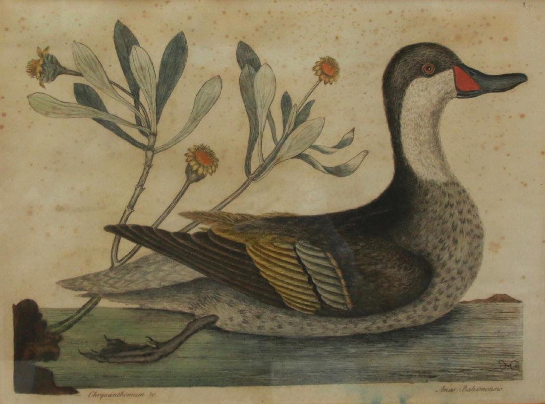 MARK CATESBY ENGRAVING: HAND COLORED ENGRAVING "ANAS BAHAMENSIS WITH CHRYSANTHEMUM" "T93" - FRAMED AND MATTED Dimensions: 14 1/4" X 10 1/4" - 21 1/4" X 17 3/4"