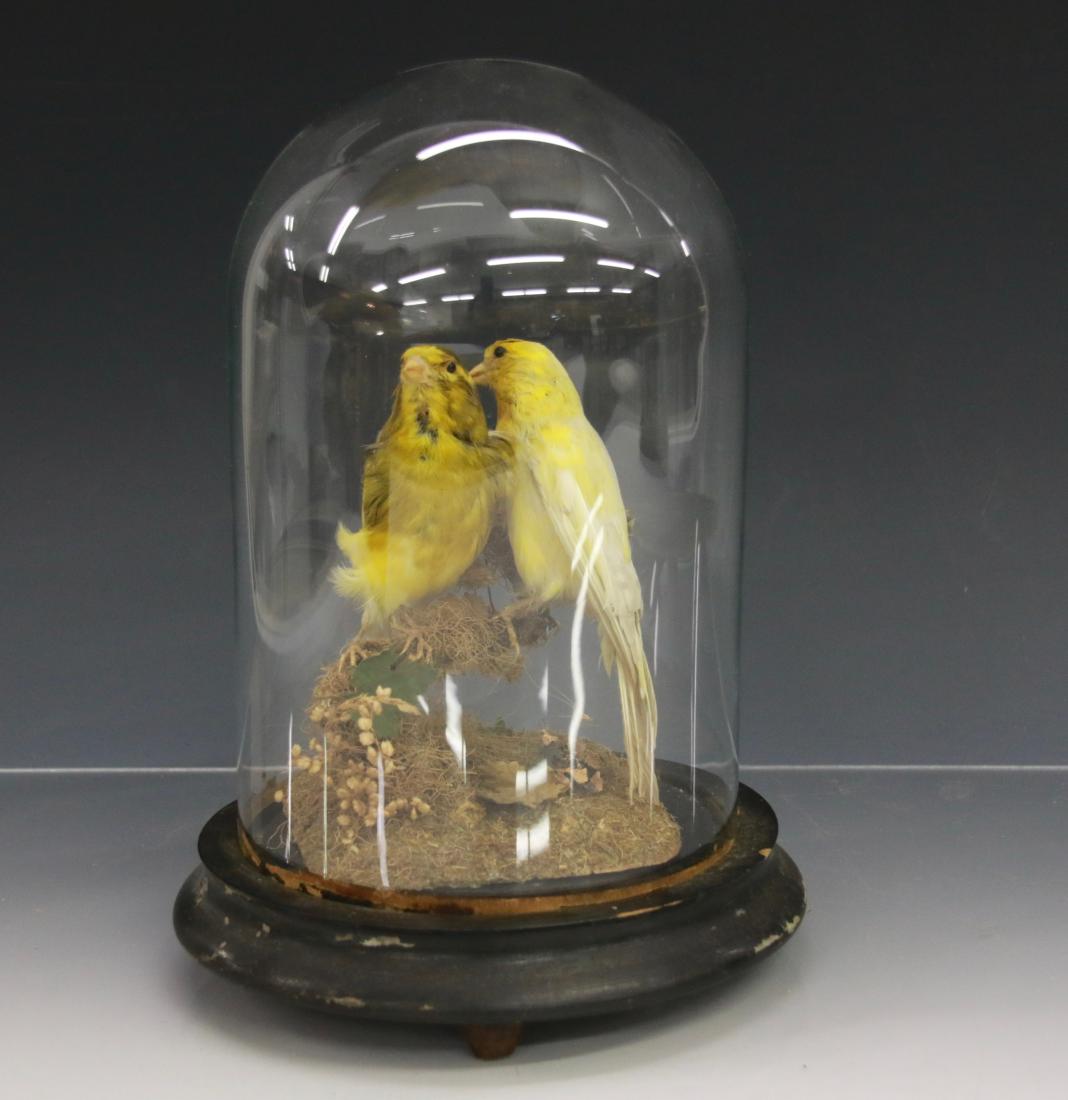 TAXIDERMY BIRDS UNDER GLASS DOME: 9"