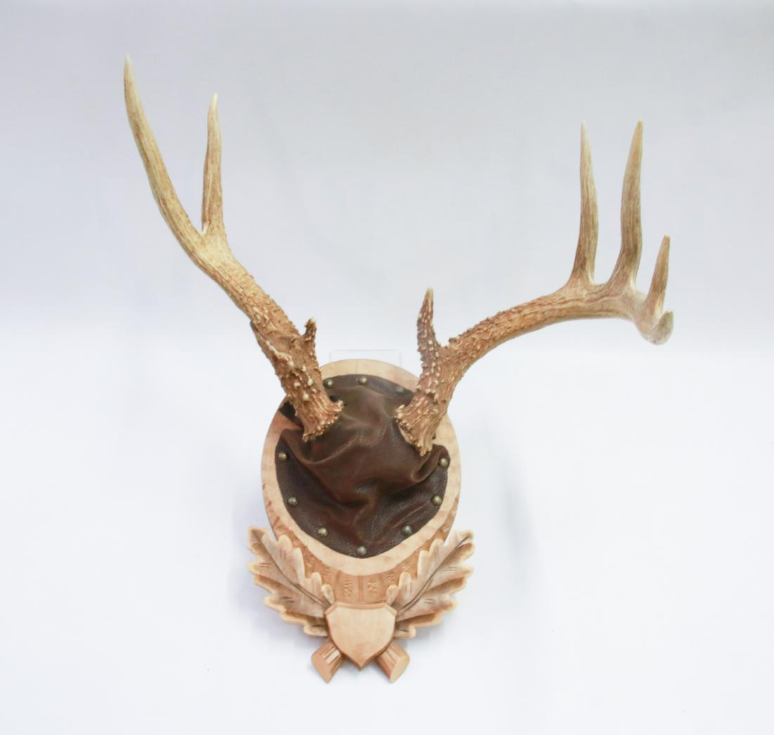 WHITETAIL ANTLER MOUNT: 9 POINT NON-TYPICAL WHITETAIL BUCK - MOUNTED ON CARVED WOODEN PLAQUE SIZE:20" X 20"