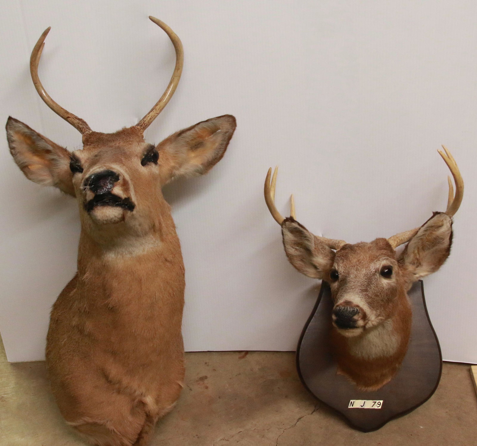 (2) BUCK MOUNTS: SHOULDER MOUNT OF "Y" BUCK - HEAD MOUNT OF "6" POINT BUCK Size: 34" X 12" - 16" X 15"