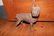 CAST IRON DOOR STOP