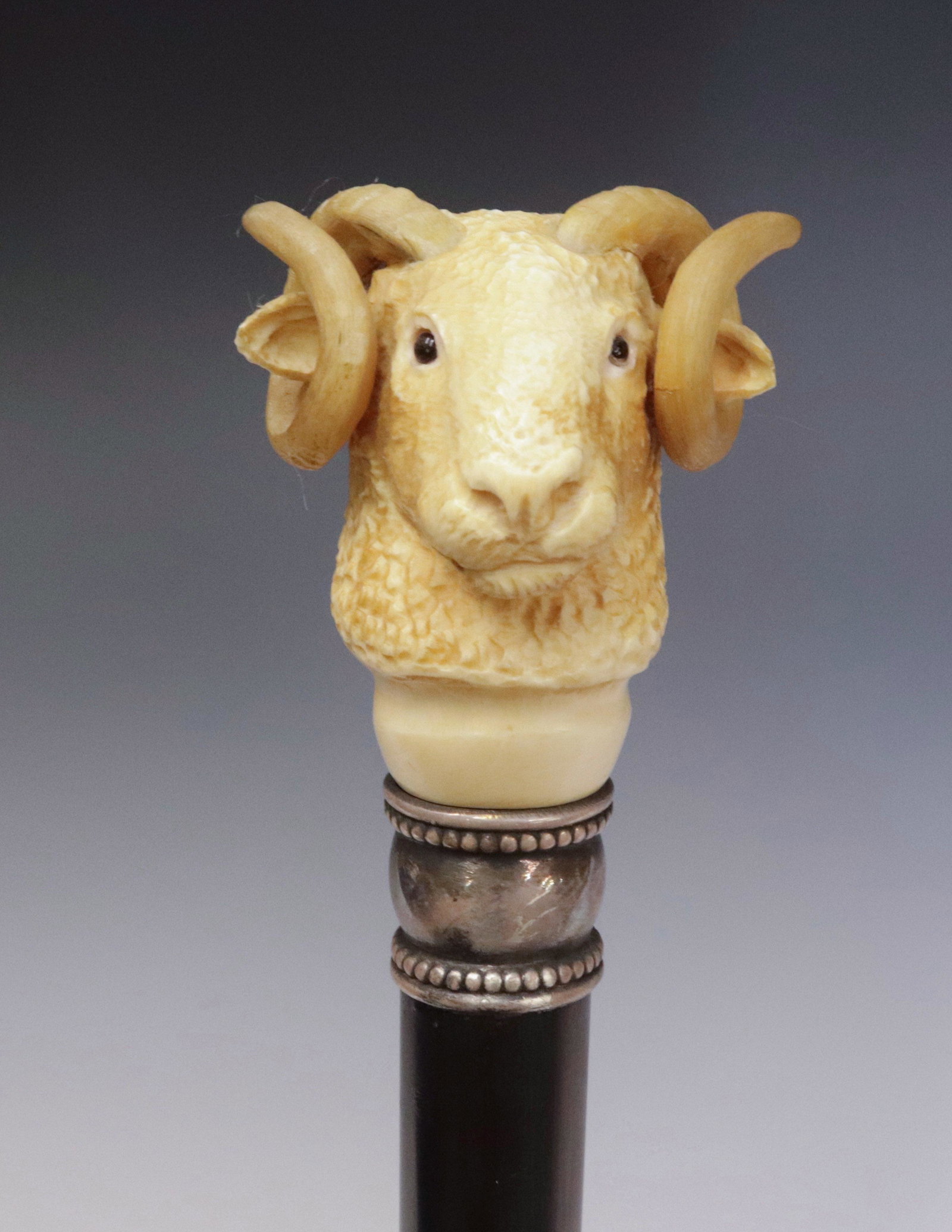 MAJESTIC CARVED BONE RAM CANE: CARVED RAMS HEAD CANE WITH ACTUAL RAMS HORN AND DARK BROWN GLASS EYES - CIRCA 1900 - SILVER COLLAR - HEAVY MACASSAR EBONY SHAFT - A SUPERB ENGLISH CANE 36 1/2" L