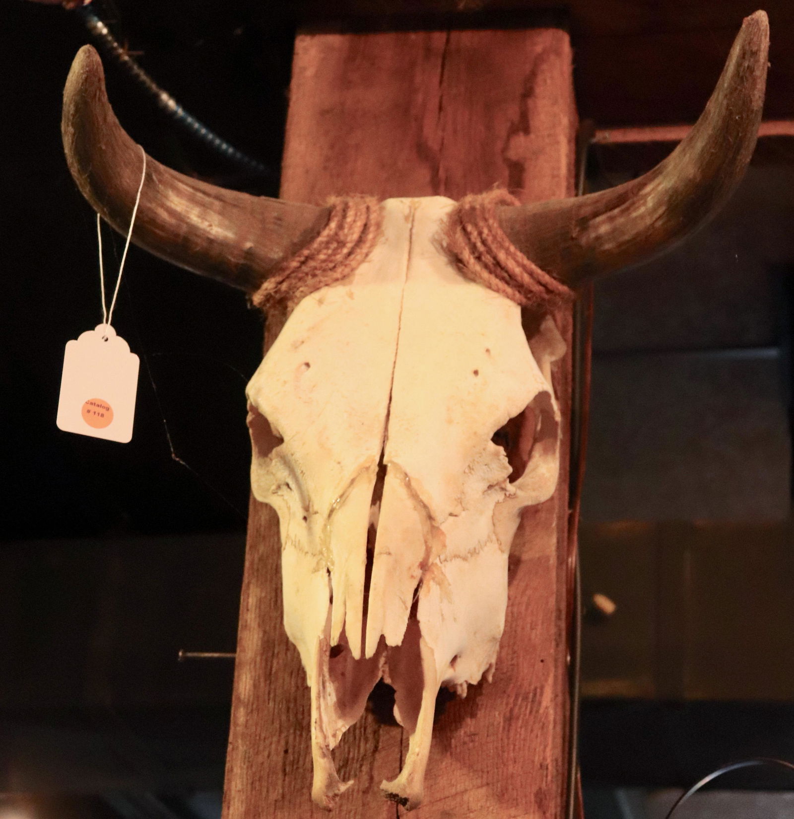 DECORATIVE ANIMAL SKULL (1 of 1)
