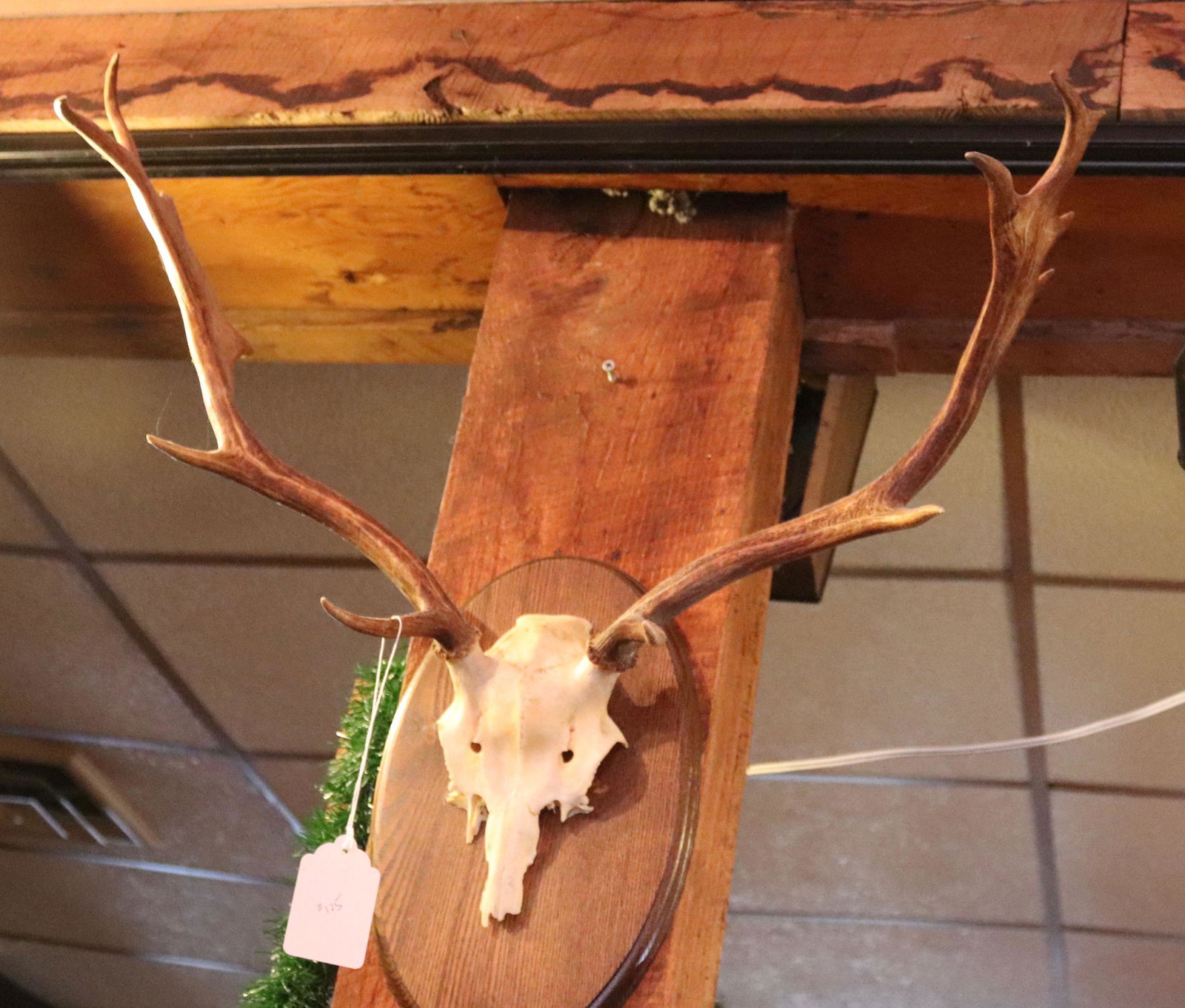 VINTAGE MOUNTED ANTLERS (1 of 1)
