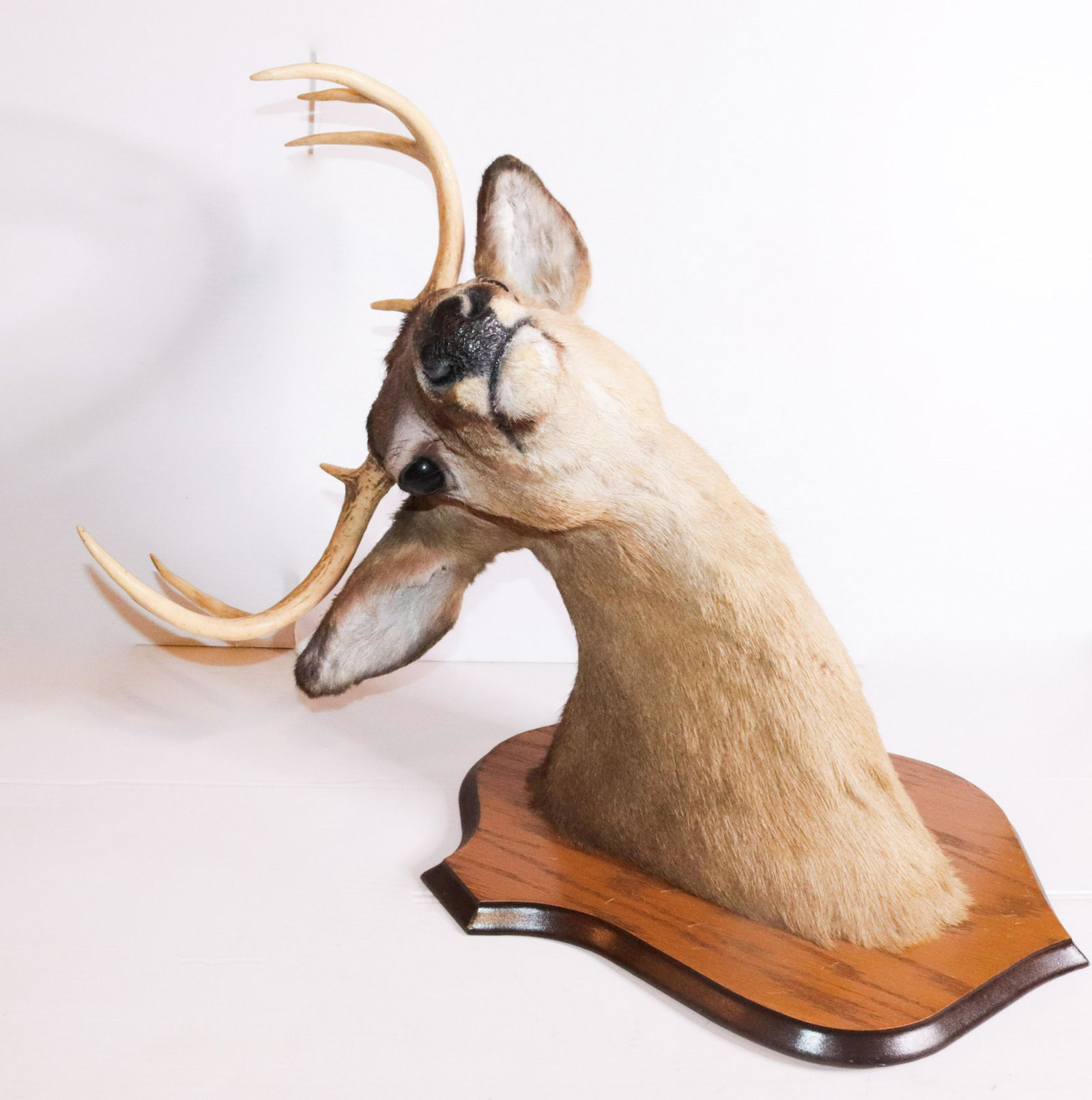 TAXIDERMY DEER MOUNT: EIGHT POINT BUCK MOUNTED ON WOODEN BOARD Size 25" TOTAL L Disclaimer PLEASE READ BEFORE BIDDING!!! Pick-up will be Tuesday January 5th, 2021 from 9:00am till 5:00pm and Thursday January 7th, 2021 from