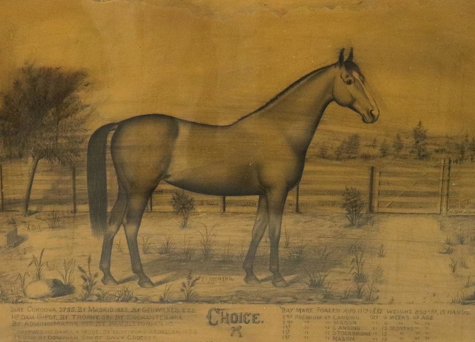 HAND DRAWN HORSE PICTURE: STATISTICAL HORSE DRAWING SHOWING RACING STATS, SIZE, AND WEIGHT - BY; WB. NICHOLSON - FRAMED UNDER GLASS - DATED 1887 SIZE: 19 1/2" X 25 1/2" SIGHT VIEW - 24" X 30" FRAMED