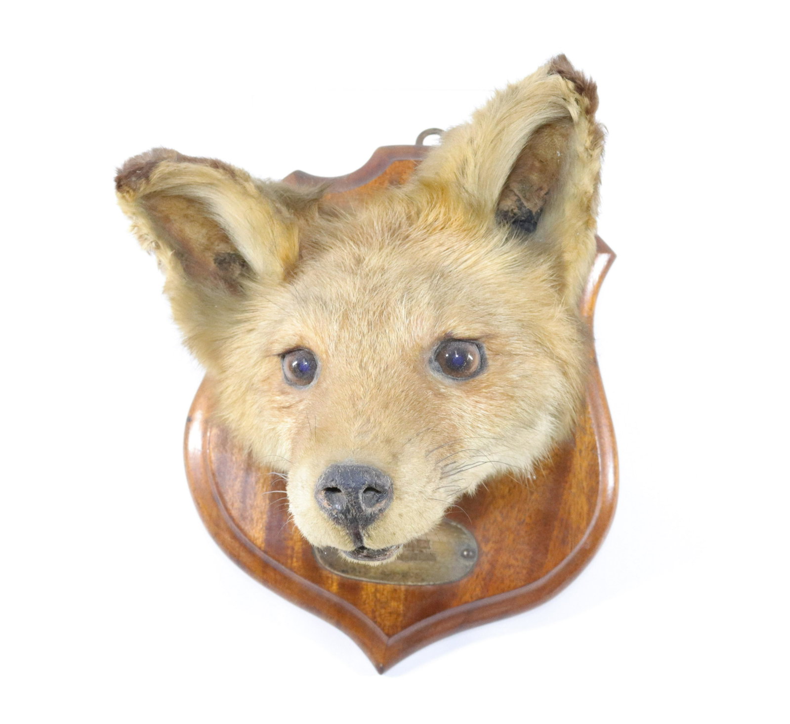VINTAGE FOX HEAD MOUNT: MOUNTED ON WOODEN BOARD - MARKED "JF HANSEN STUDIOS, JERSEY CITY" - PLAQUE UNDER FOX READS "EESEX NOV. 20, 1935 SIZE: 10" X 8" X 8 1/2"