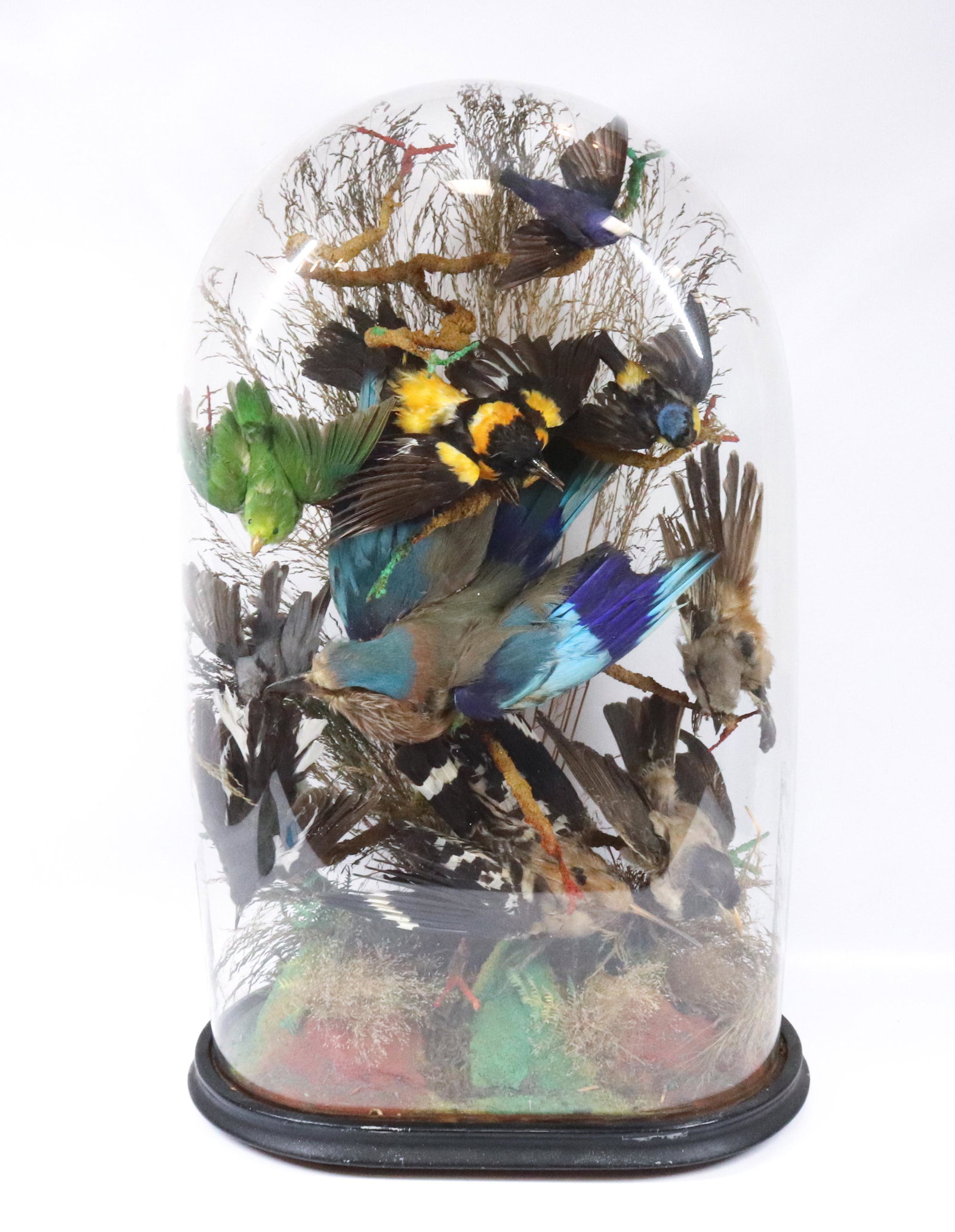 VICTORIAN GLASS DOME AND TAXIDERMY: VICTORIAN GLASS DOME WITH STUDY OF 10 BIRDS AND NATURAL GRASSES SIZE: 24" X 14 1/2" X 8" PLEASE READ BEFORE BIDDING – PICKUP FOR THIS AUCTION WILL NOT BE UNTIL THE WEEK OF OCTOBER 25TH. PICK-UP WILL