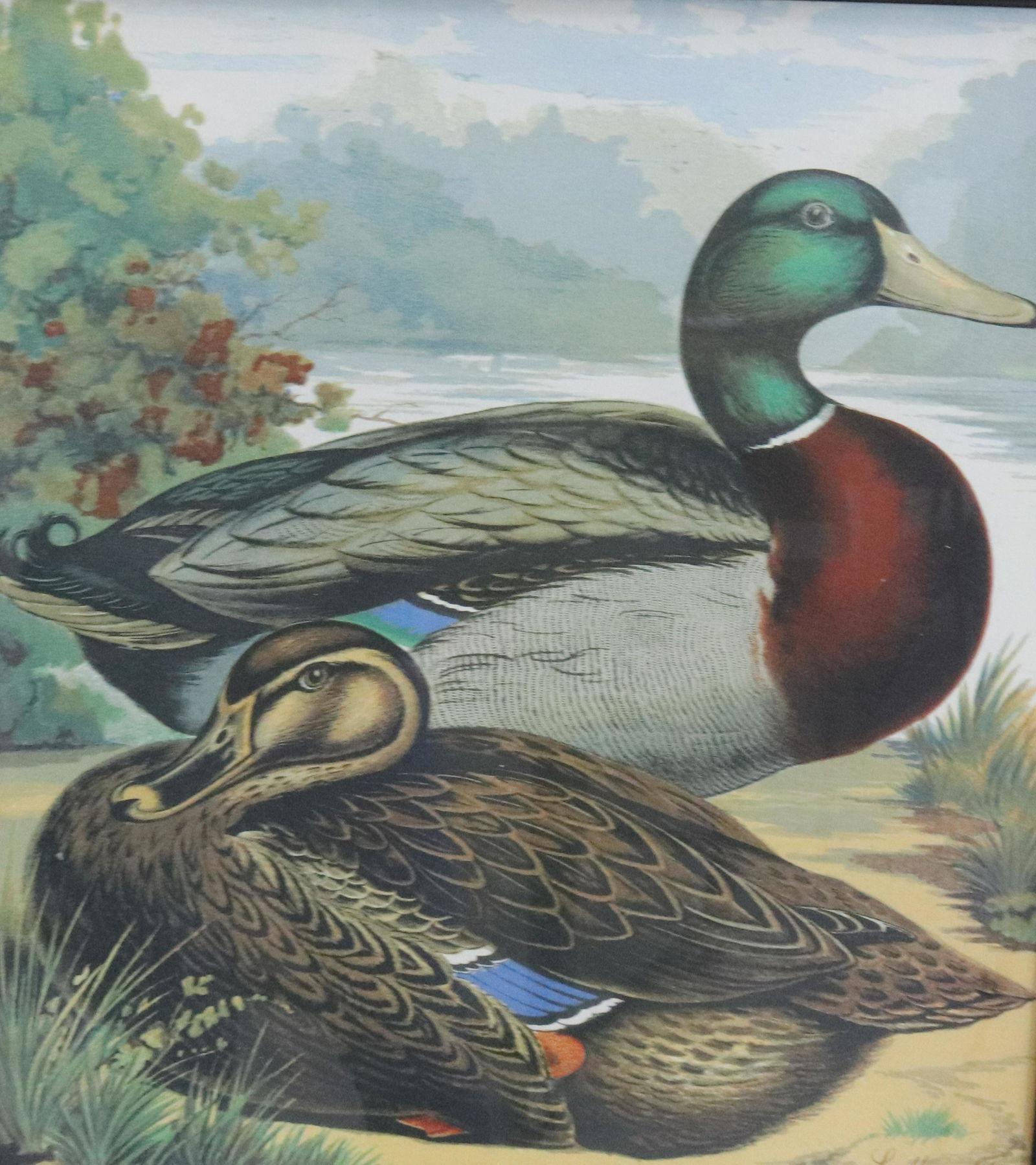 EARLY MALLARD DUCK PRINT (1 of 3)