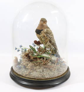 VICTORIAN TAXIDERMY BIRD UNDER DOME: TAXIDERMY BIRD WITH GROUND COVER UNDER DOME WITH BLACK PAINTED WOODEN BASE. MEASURES 14 1/2" X 12" Terms & Conditions: Pick-up for this Auction will be Wednesday August 3rd and Thursday August 4th