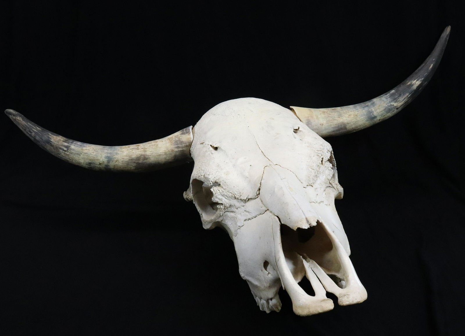 LONGHORN STEER SKULL (1 of 2)